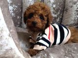 ORİJİNAL TOY POODLE BEBEKLER
