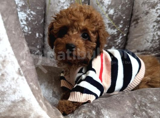 Ori̇ji̇nal Toy Poodle Bebekler