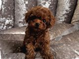 SAFKAN TOY POODLE BEBEKLER