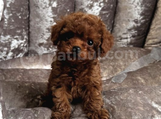 Safkan Toy Poodle Bebekler