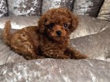 Safkan Toy Poodle Bebekler