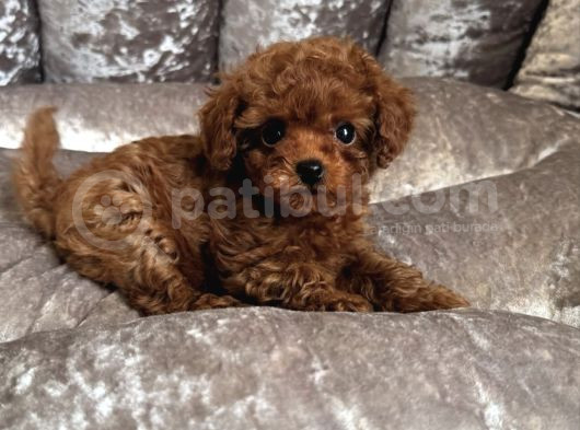 Safkan Toy Poodle Bebekler görsel