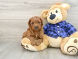 BABY FACE YÜZ YAPILI TOY POODLE YAVRULAR