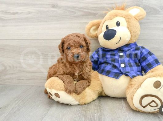 Baby Face Yüz Yapili Toy Poodle Yavrular
