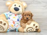Baby Face Yüz Yapili Toy Poodle Yavrular