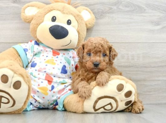 Baby Face Yüz Yapili Toy Poodle Yavrular görsel