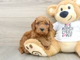 Baby Face Yüz Yapili Toy Poodle Yavrular