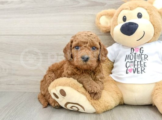 Baby Face Yüz Yapili Toy Poodle Yavrular görsel