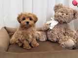 SAFKAN ORİJİNAL MALTİPOO YAVRULARI