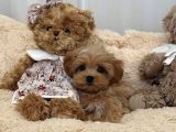 0 NUMARA MALTİPOO YAVRULARI