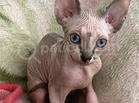 Elf Anne Babadan 2 Dişi 1 Erkek 3 Aylık Yavrular Hatay görsel