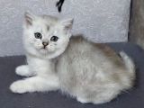 UYGUNA SİLVER BRİTİSH DİŞİ VE ERKEK BEBELER