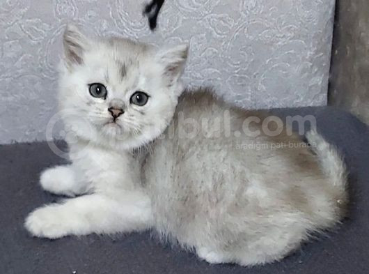Uyguna Si̇lver Bri̇ti̇sh Di̇şi̇ Ve Erkek Bebeler
