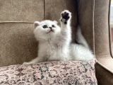 Full Şecereli Anne Babanın Silver Bebekleri