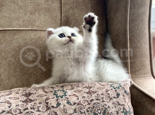Full Şecereli Anne Babanın Silver Bebekleri görsel