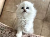 Safkan Full Şecereli Anne Babanın Longhair Fold Bebeği