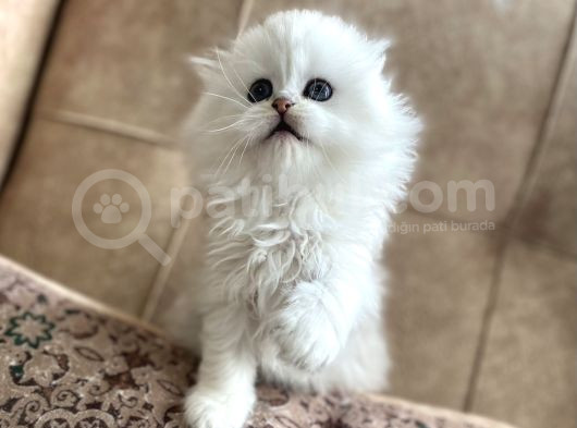 Safkan Full Şecereli Anne Babanın Longhair Fold Bebeği görsel