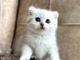 Muhteşem Kan Hattı Full Şecereli Anne Babanın Silver Bebeği