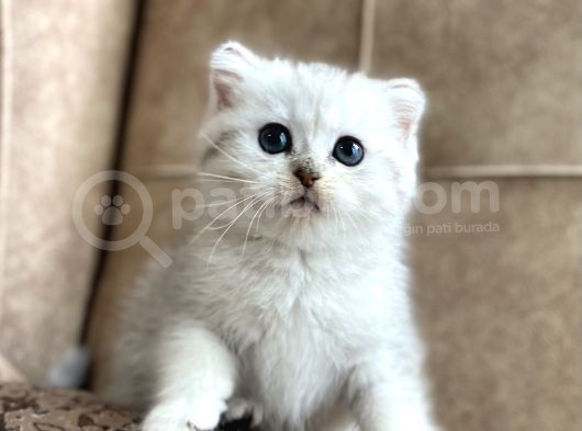 Muhteşem Kan Hattı Full Şecereli Anne Babanın Silver Bebeği görsel