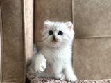 Muhteşem Kan Hattı Full Şecereli Anne Babanın Silver Bebeği