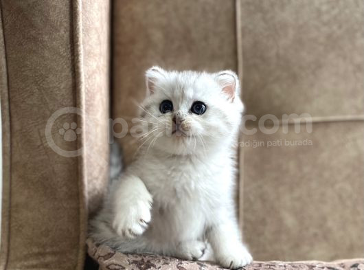 Muhteşem Kan Hattı Full Şecereli Anne Babanın Silver Bebeği görsel