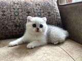 Full Şecereli Anne Babanın Silver Bebekleri
