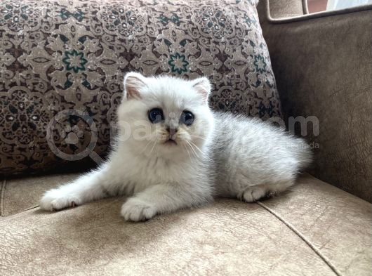 Full Şecereli Anne Babanın Silver Bebekleri görsel