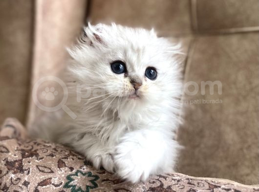 Şecereli Soy Irk Garantili Silver Bebeğimiz
