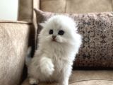 Safkan Full Şecereli Anne Babanın Longhair Fold Bebeği