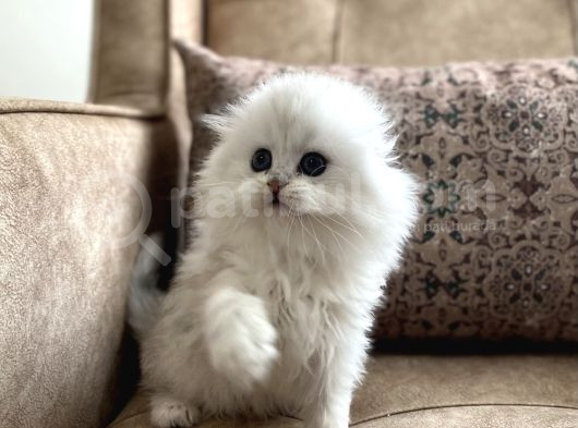 Safkan Full Şecereli Anne Babanın Longhair Fold Bebeği görsel