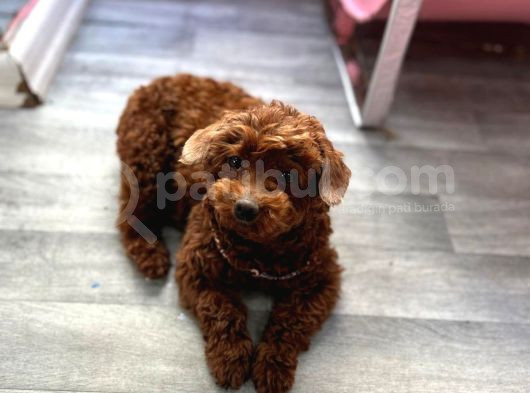 Damızlık Dark Redbrown Dişi Kore görsel