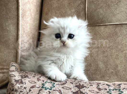 Şecereli Soy Irk Garantili Silver Bebeğimiz görsel