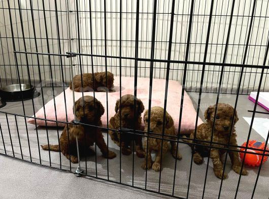 ORJİNAL RED BROWN TOY POODLE YAVRULAR