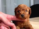 Orji̇nal Red Brown Toy Poodle Yavrular