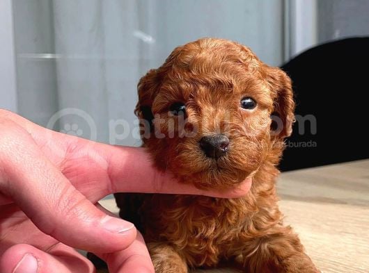 Orji̇nal Red Brown Toy Poodle Yavrular görsel
