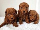 Güzeller Güzeli̇ Erkek Di̇şi̇  Poodle Bebekleri̇m