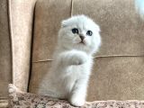 Full Şecereli Anne Babanın Irk Garantili Scottish Fold Bebeğ