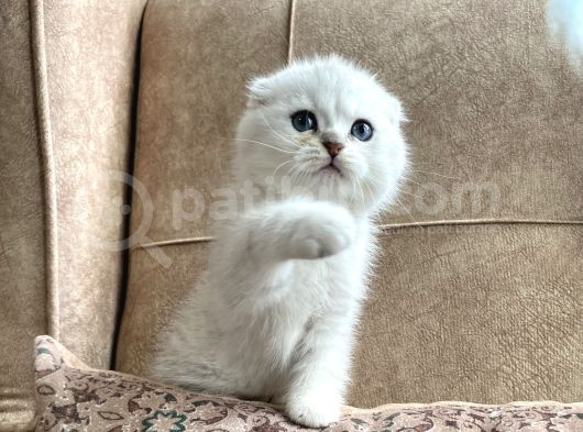 Full Şecereli Anne Babanın Irk Garantili Scottish Fold Bebeğ görsel