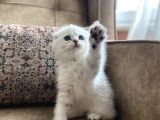 Full Şecereli Anne Babanın Irk Garantili Scottish Fold Bebeğ