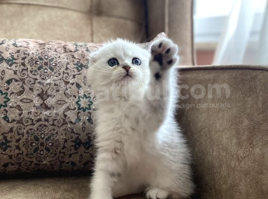 Full Şecereli Anne Babanın Irk Garantili Scottish Fold Bebeğ görsel