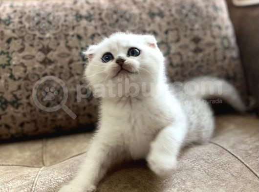 Irk Garantili Full Şecereli Anne Babanın Silver Bebekleri görsel