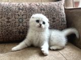 Full Şecereli Anne Babanın Irk Garantili Scottish Fold Bebeğ