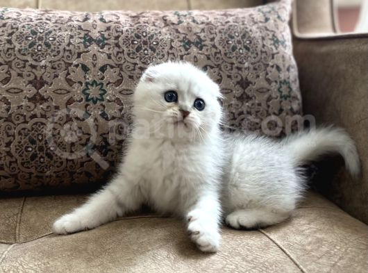 Full Şecereli Anne Babanın Irk Garantili Scottish Fold Bebeğ görsel