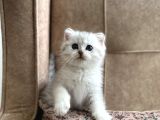 Muhteşem kan hattı full şecereli anne babanın silver bebeği