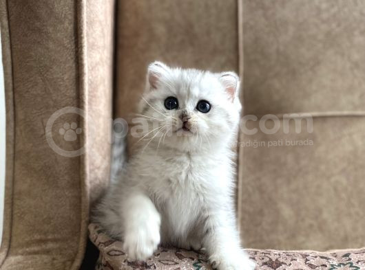 Muhteşem Kan Hattı Full Şecereli Anne Babanın Silver Bebeği