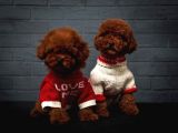 GÜZELLER GÜZELİ ERKEK DİŞİ  POODLE BEBEKLERİM