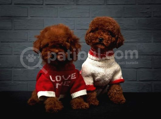 Güzeller Güzeli̇ Erkek Di̇şi̇  Poodle Bebekleri̇m