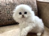 Safkan Full Şecereli Anne Babanın Longhair Fold Bebeği