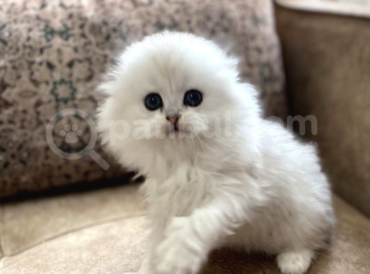 Safkan Full Şecereli Anne Babanın Longhair Fold Bebeği görsel