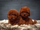 Güzeller Güzeli̇ Erkek Di̇şi̇  Poodle Bebekleri̇m